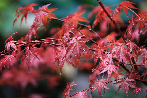 Fächerahorn: Alles rund um den richtigen Standort, das Schneiden & die Sorten von Acer palmatum