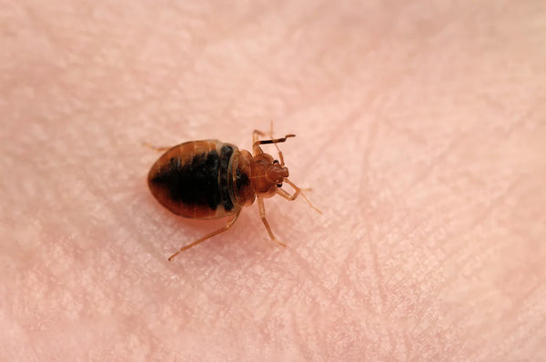 bug