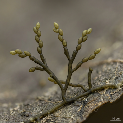Cladosporio