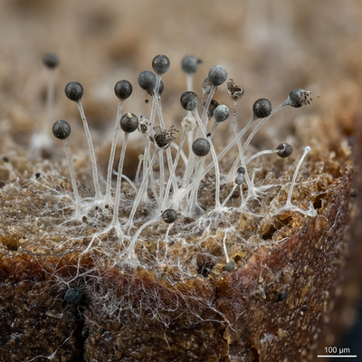 Mucor (muffa della testa)