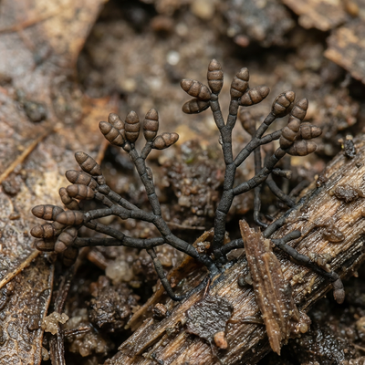 Funghi neri