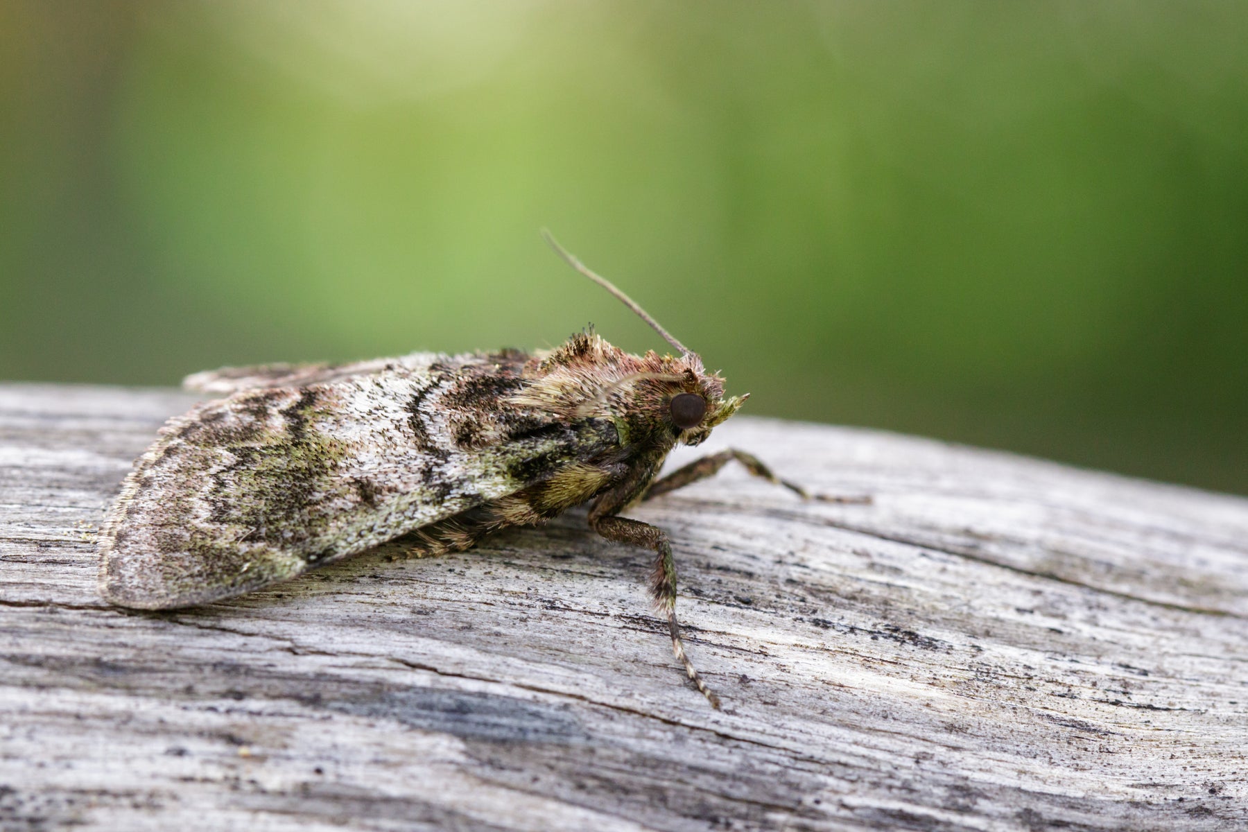 Ichneumon vespe contro le tarme
