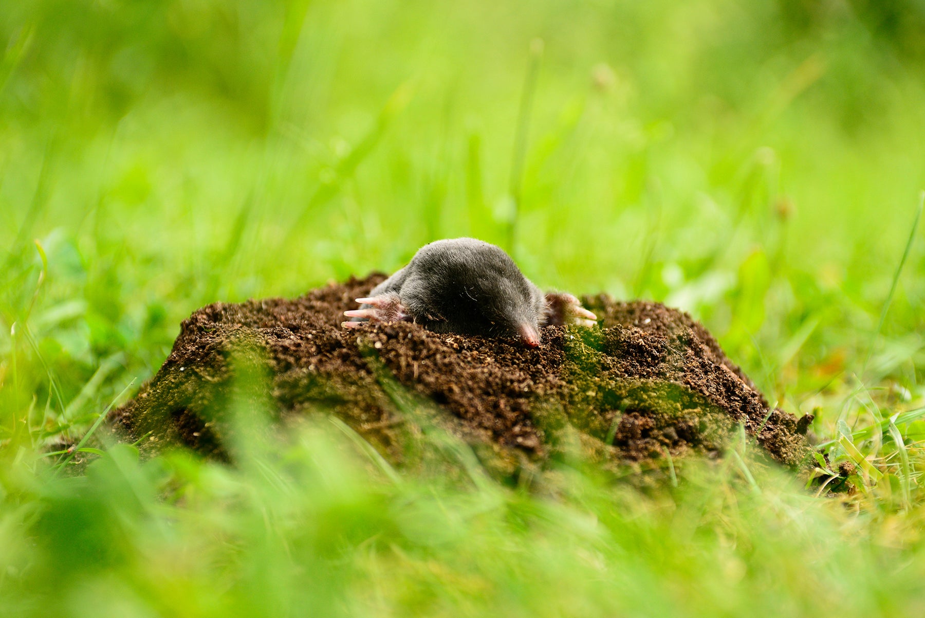Riconoscere e rimuovere le arvicole in giardino