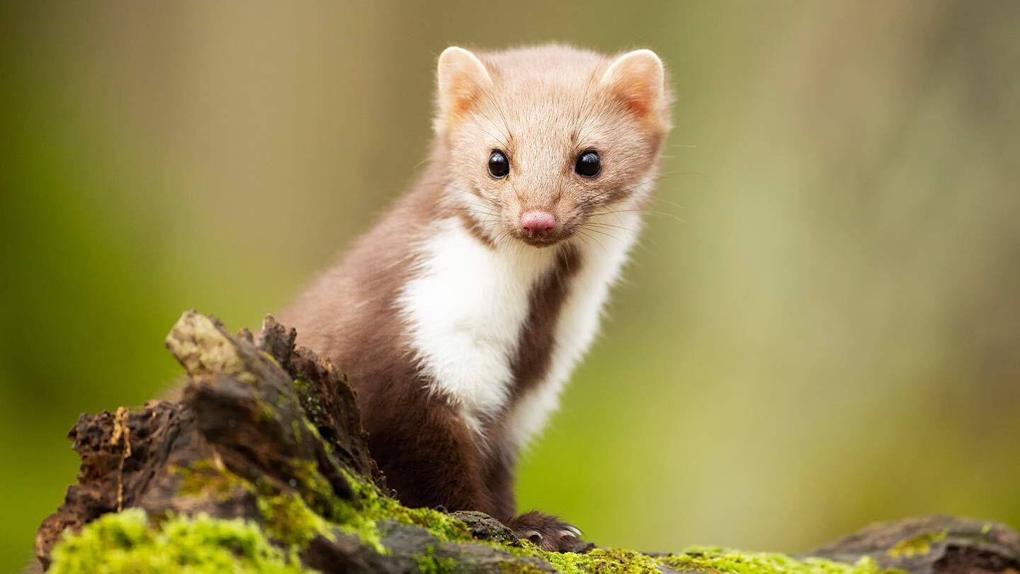 Mardergeräusche erkennen