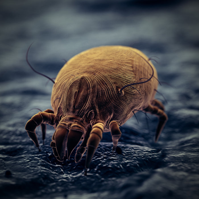 Milbe beim Milbenbiss