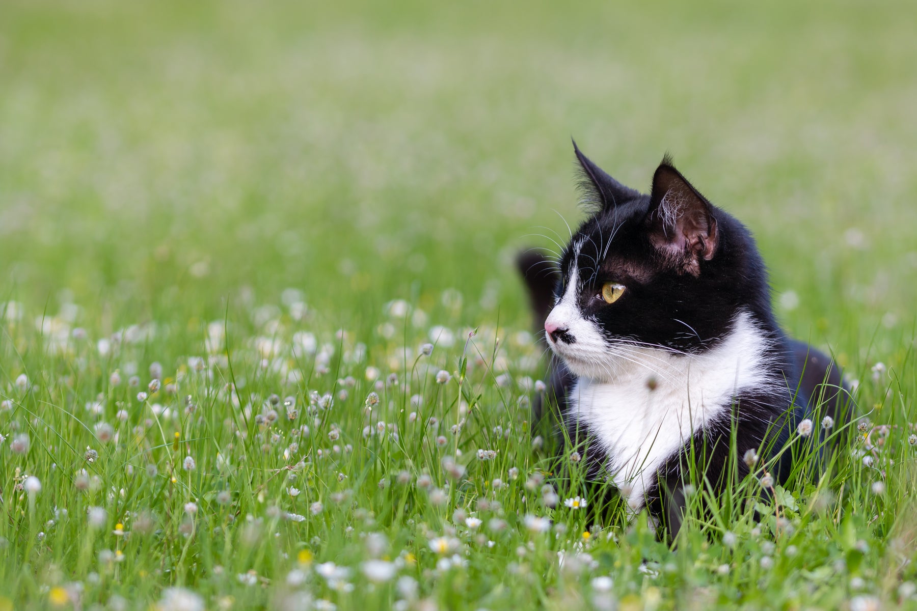 Riconoscere rapidamente gli acari dell'orecchio nei gatti e trattarli correttamente