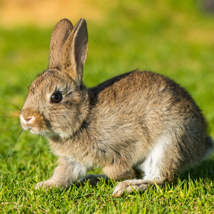 Kaninchen im Freien schaut nach rechts
