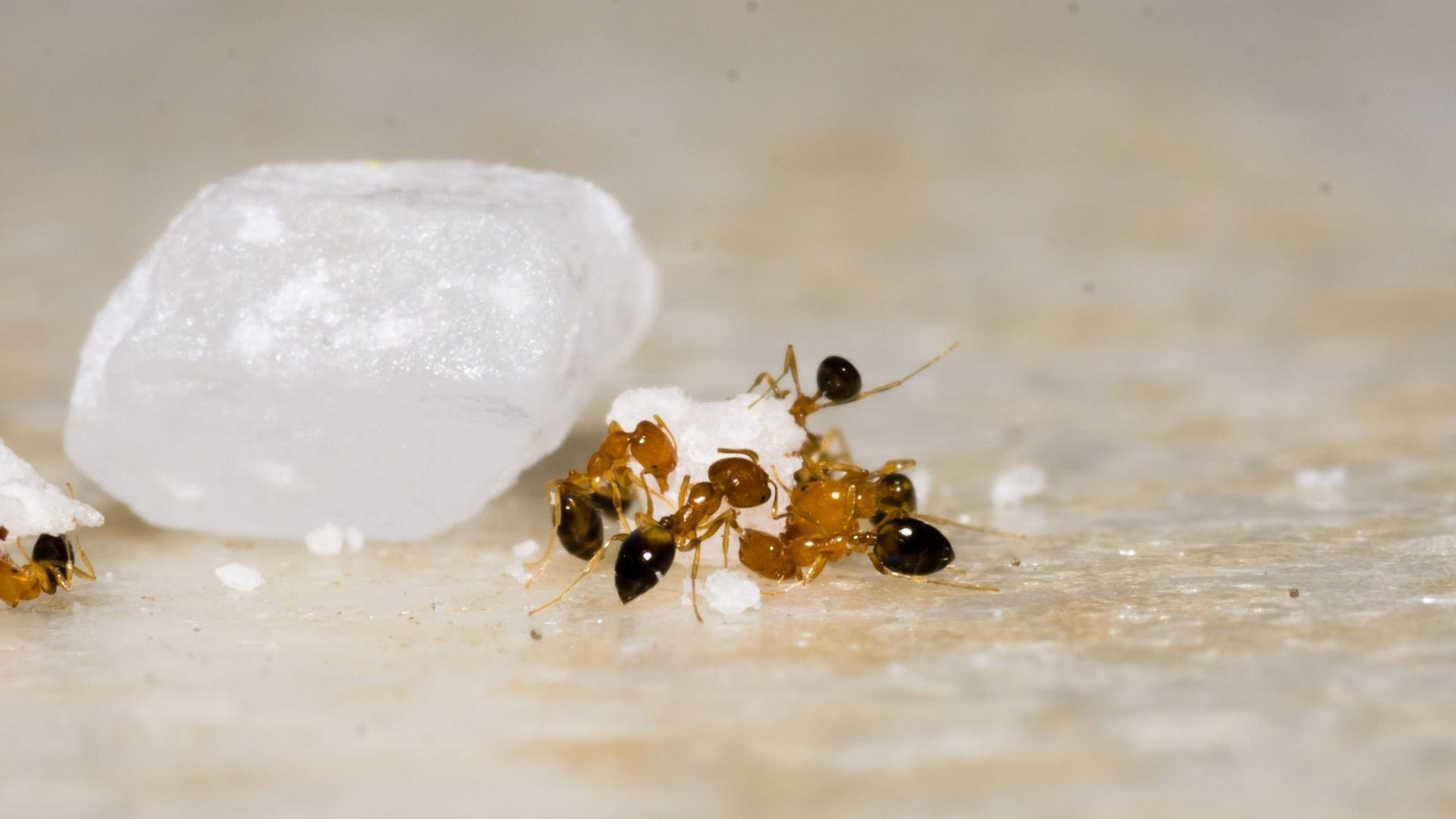 Ameisen tragen einen Zuckerkrümel