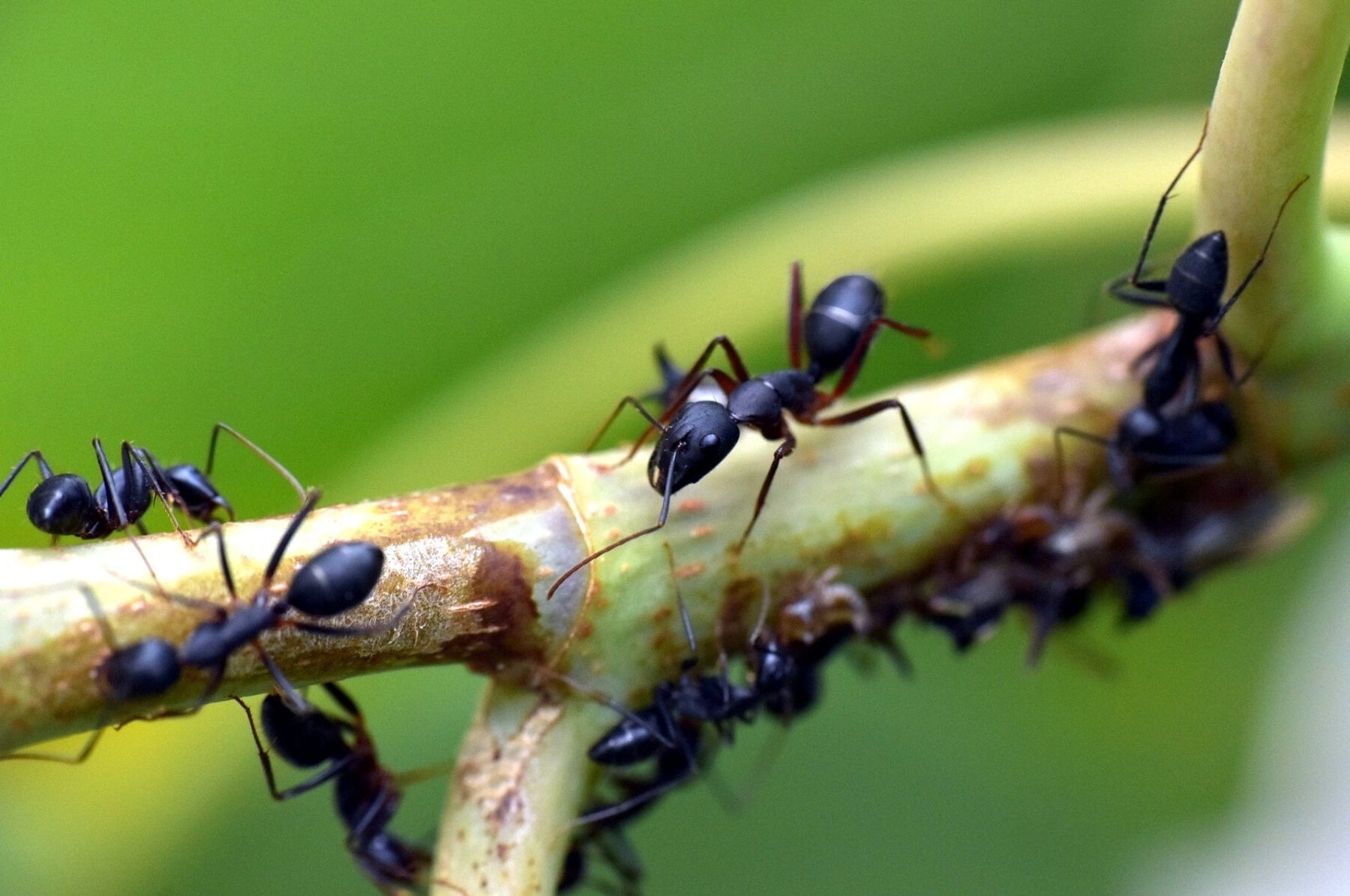 Specie di formiche: queste specie sono comuni in Germania!