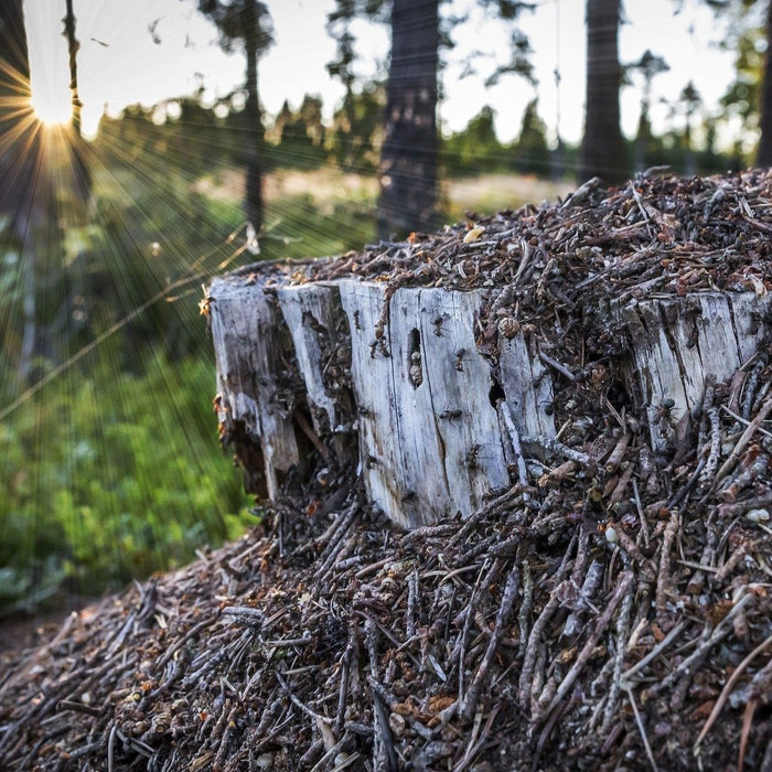 Ameisen Nest im Wald