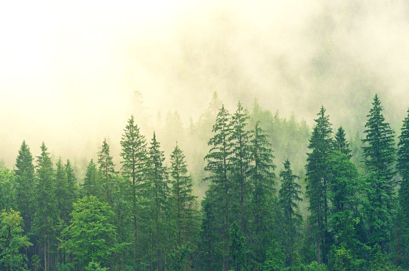 Scarabeo di corteccia - piccolo parassita della foresta con un grande potenziale di pericolo