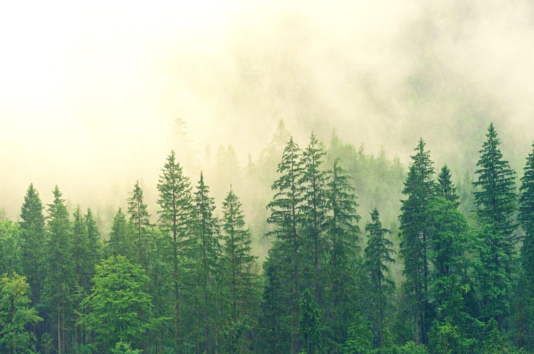 Bild eines Fichtenwaldes
