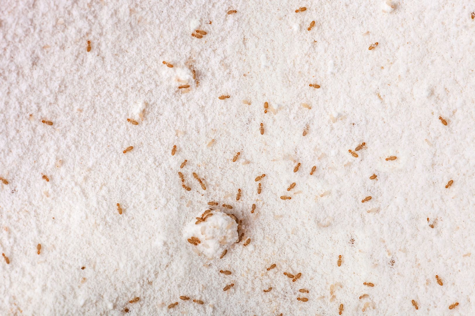 Lotta contro i pidocchi: cause, rilevamento e controllo