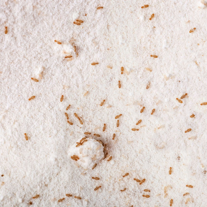 Staubläuse bekämpfen: Ursachen, Erkennung und Bekämpfung