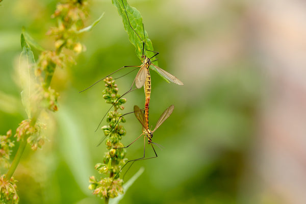 DEET repellente per zanzare con effetti collaterali