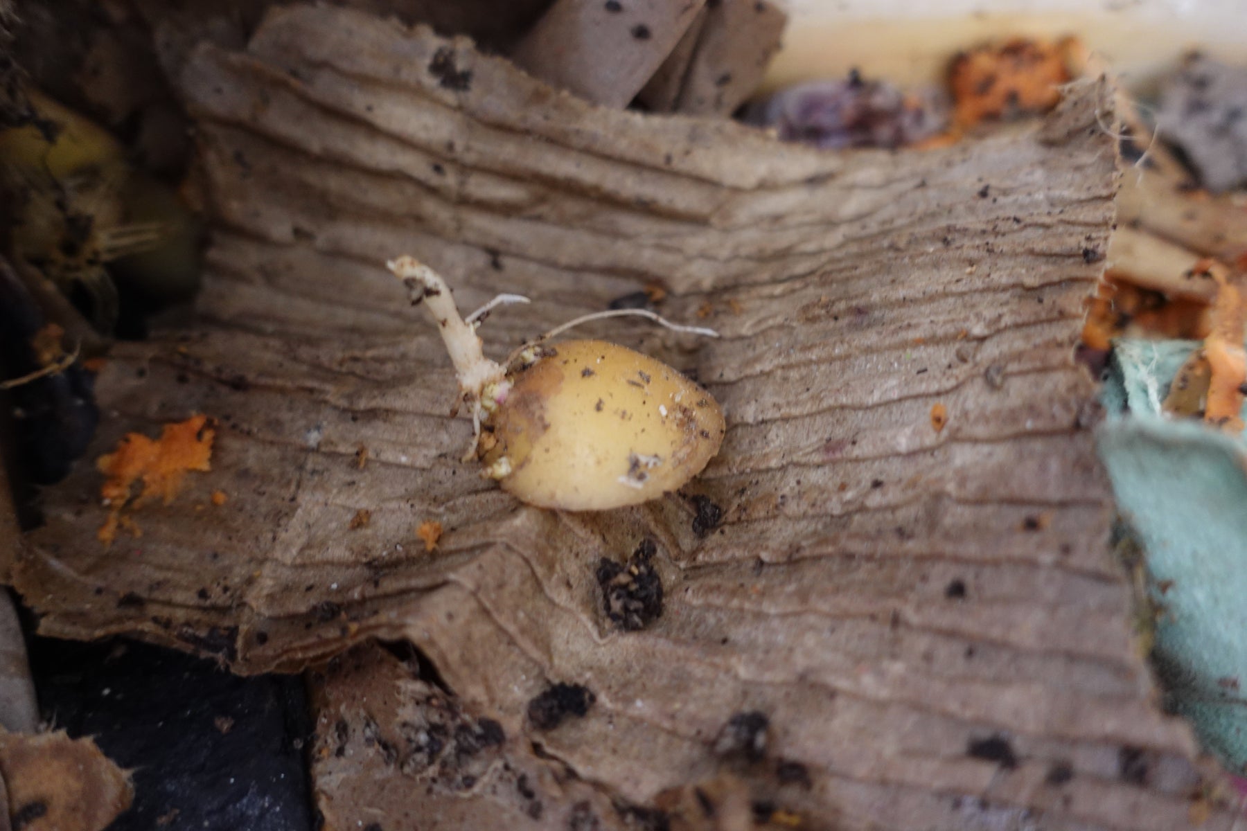Bucce di patate e patate a scatola di vermi