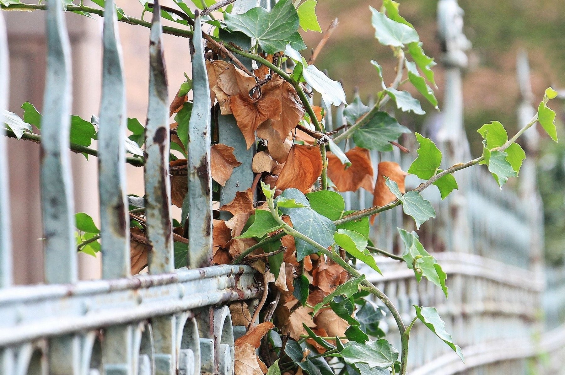 Punteruolo della vite: questo è ciò che causano!