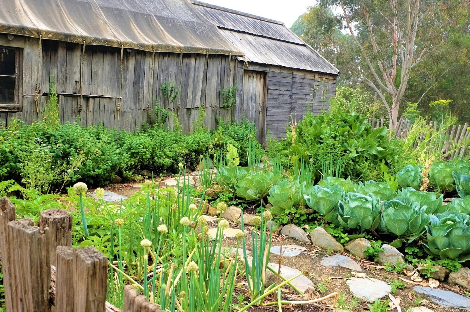 Combatti i wireworms - con misure biologiche per l'obiettivo!