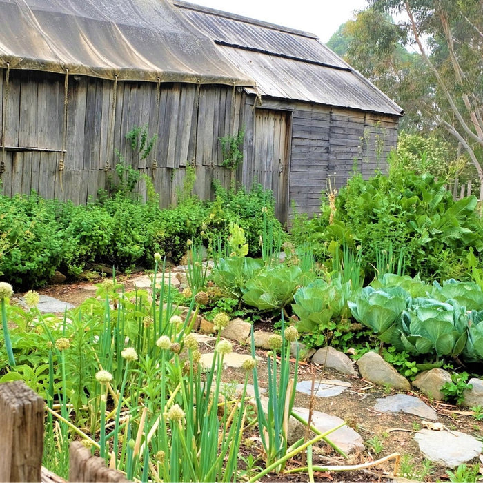 Drahtwürmer bekämpfen – mit biologischen Maßnahmen zum Ziel!