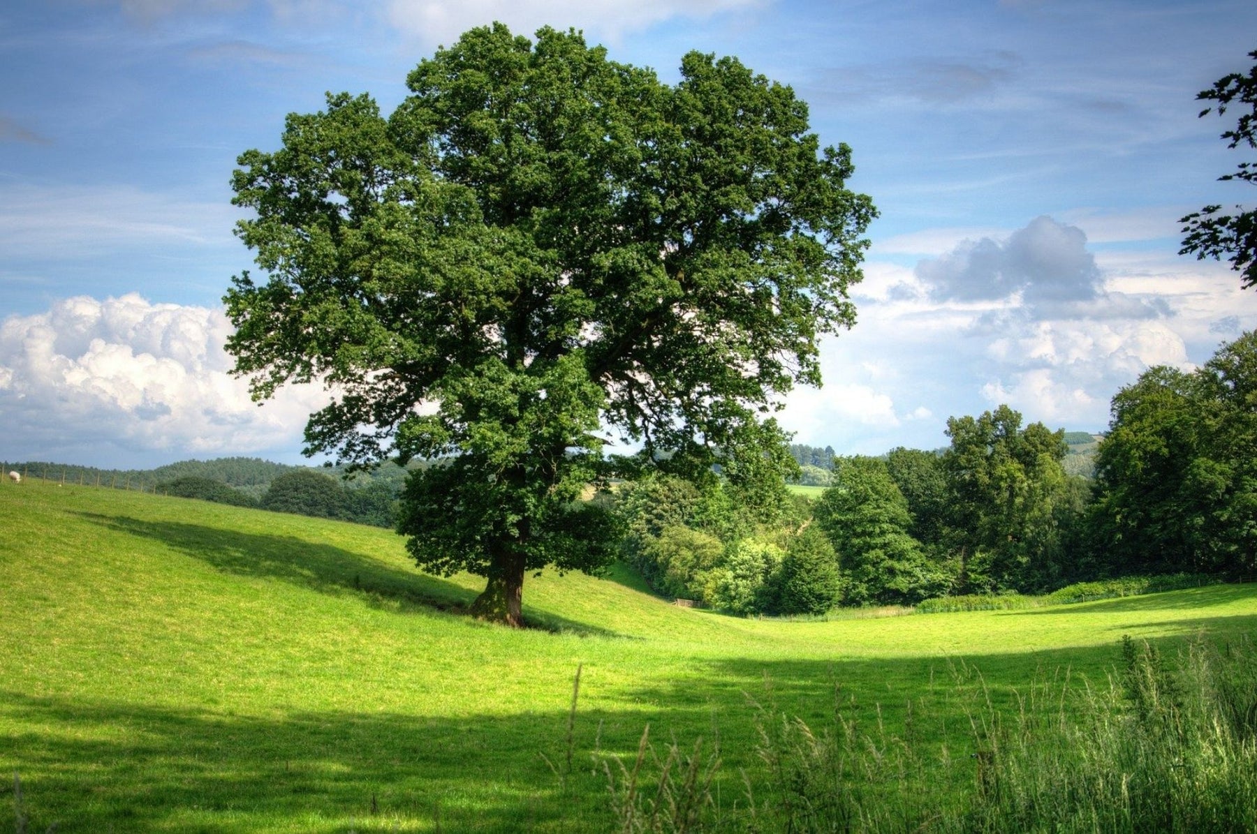 La processionaria della quercia – falena potenzialmente pericolosa!