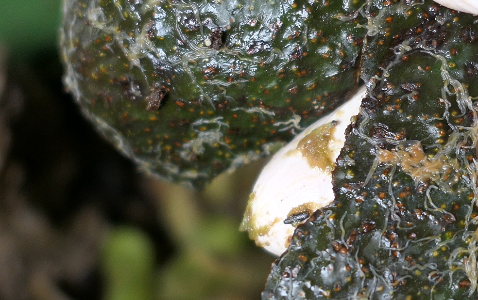 Kleine weiße Würmer in der Wurmkiste - Enchyträen Weißwürmer in der Wurmkiste