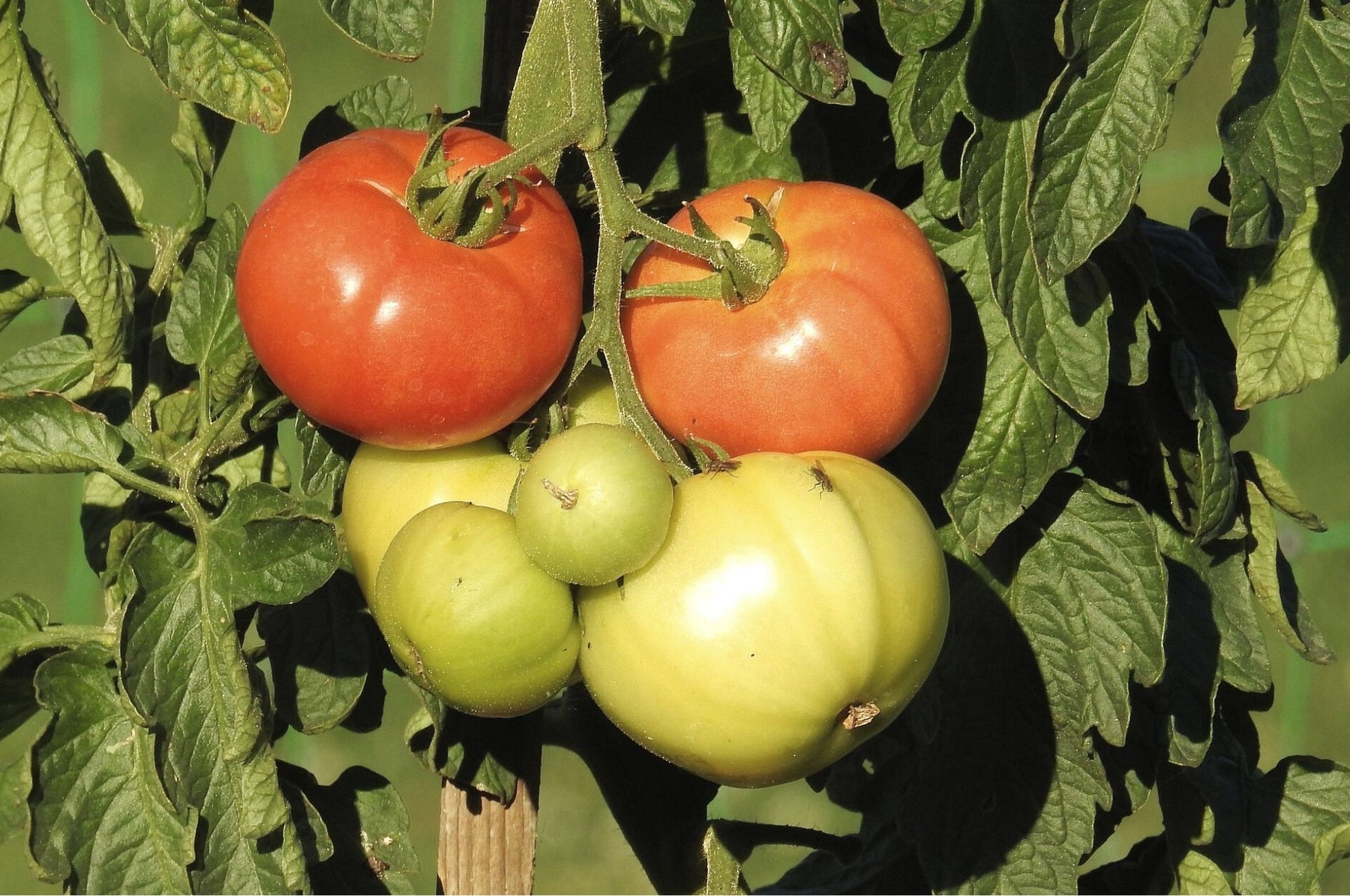 Combatti i coleotteri delle pulci: funziona anche in modo naturale