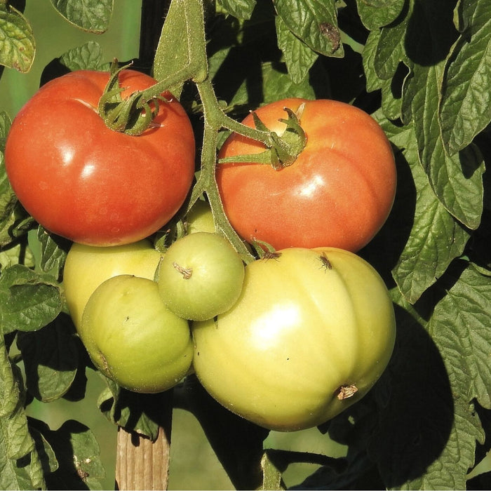 Erdflöhe bekämpfen – es funktioniert auch auf natürliche Weise