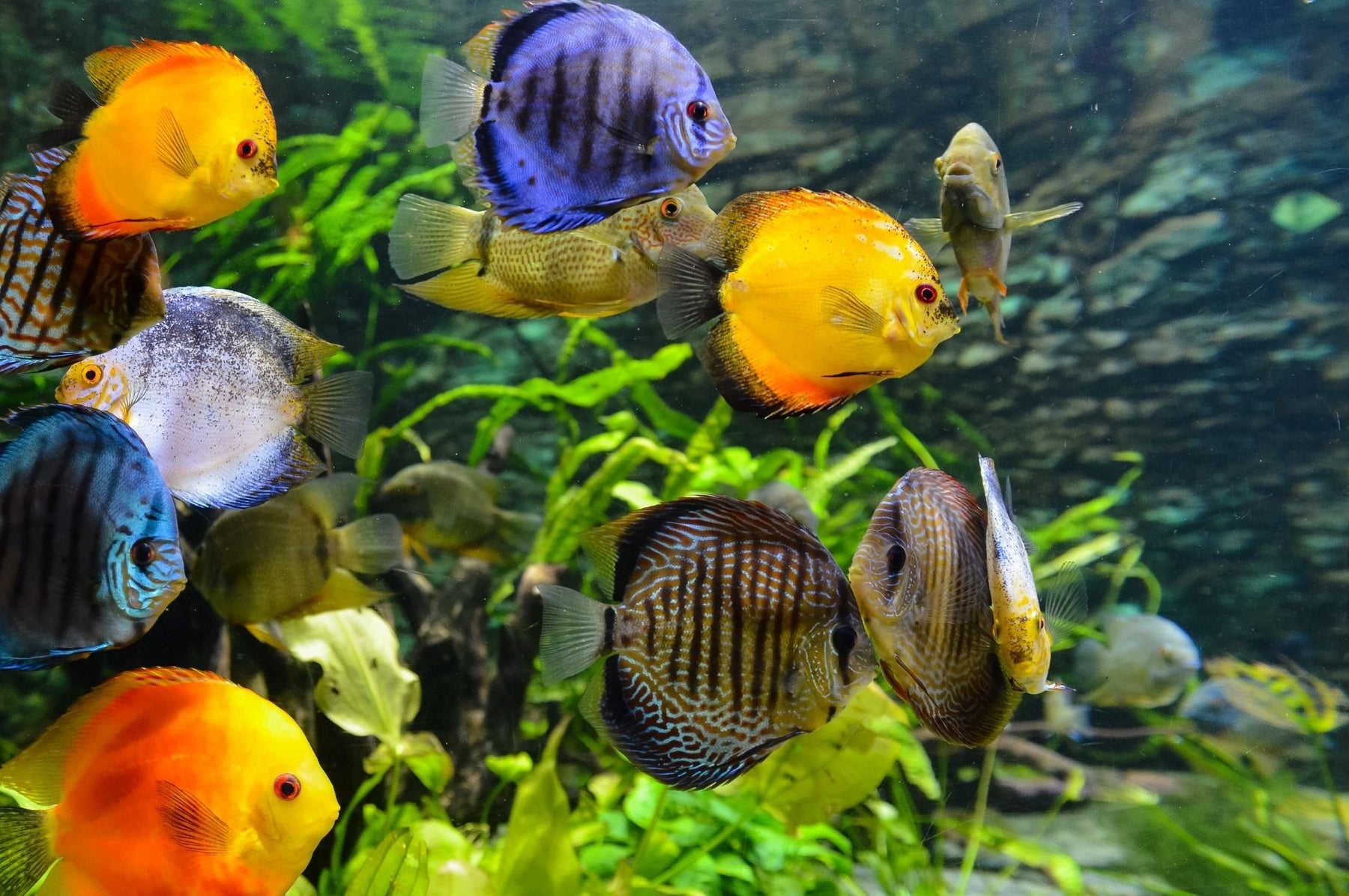 Aufnahme eines Aquariums ohne Fadenalgen