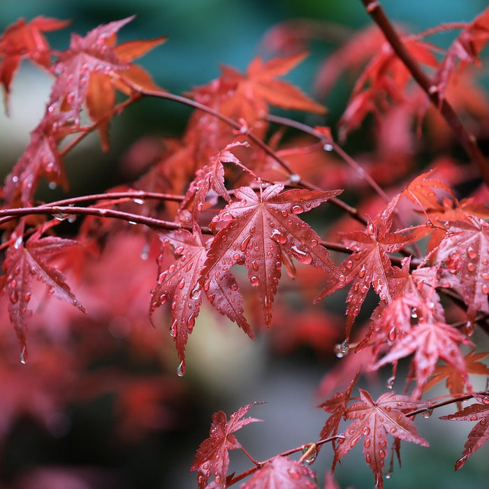 Fächerahorn: Alles rund um den richtigen Standort, das Schneiden & die Sorten von Acer palmatum