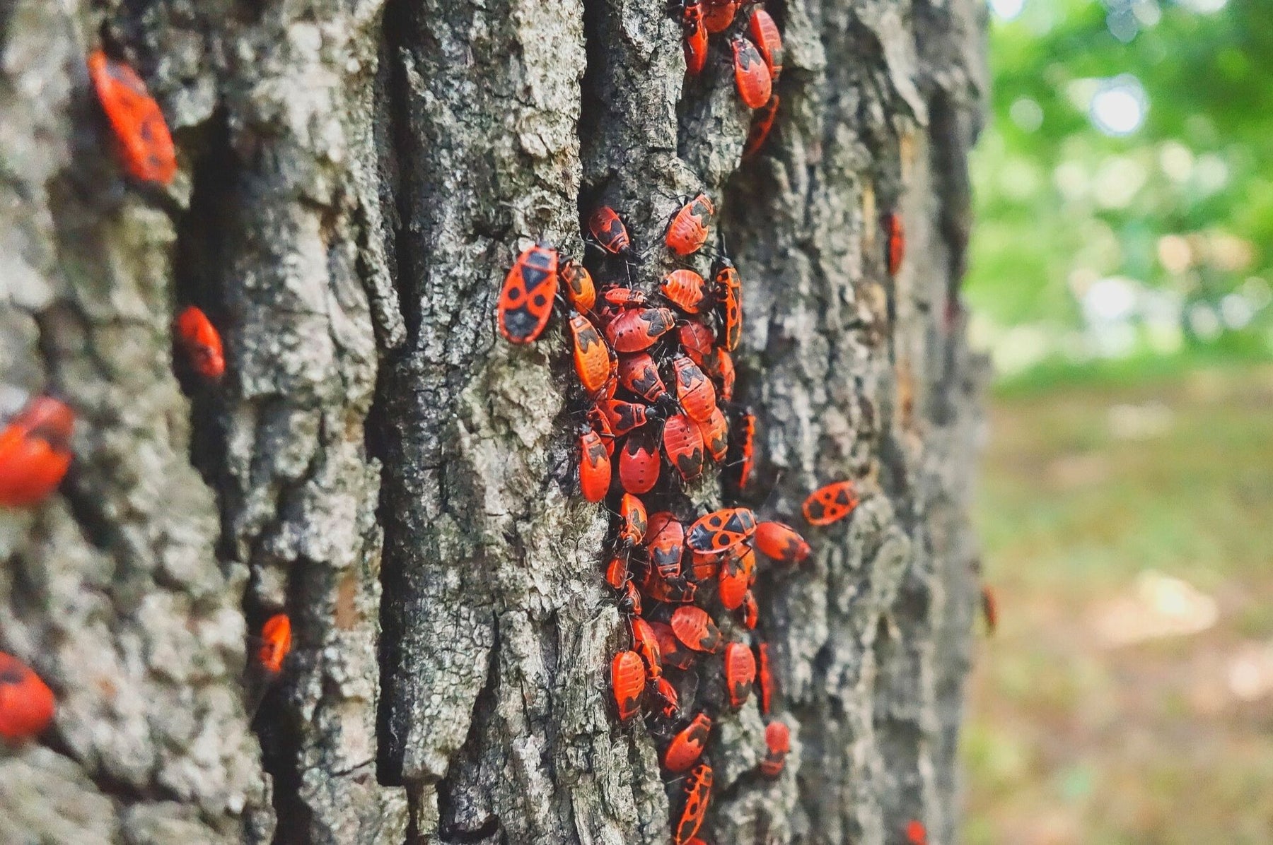 Kolonie von Feuerwanzen an einer Baumrinde