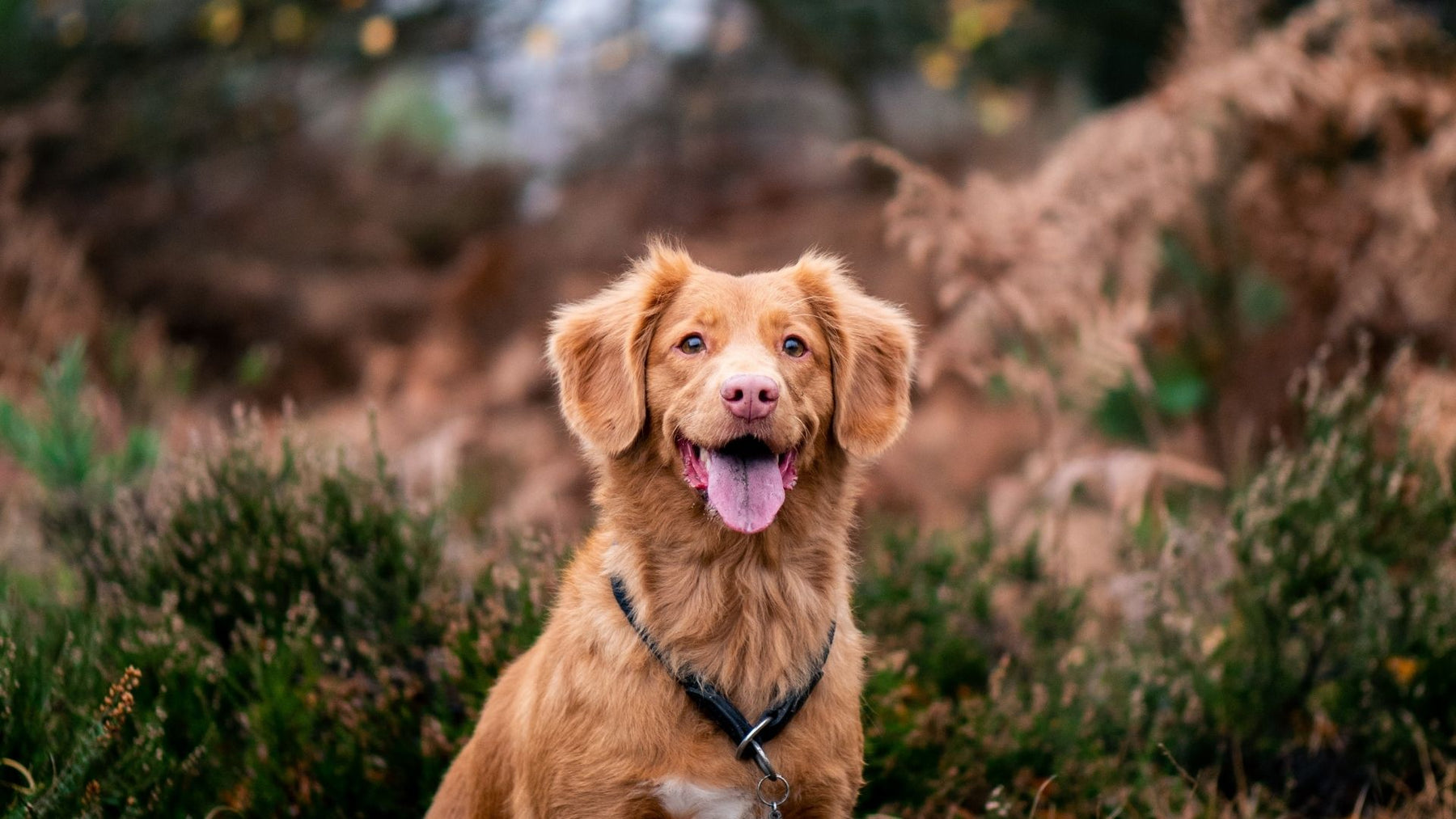 Pulci sui cani: riconoscile rapidamente e trattale correttamente!