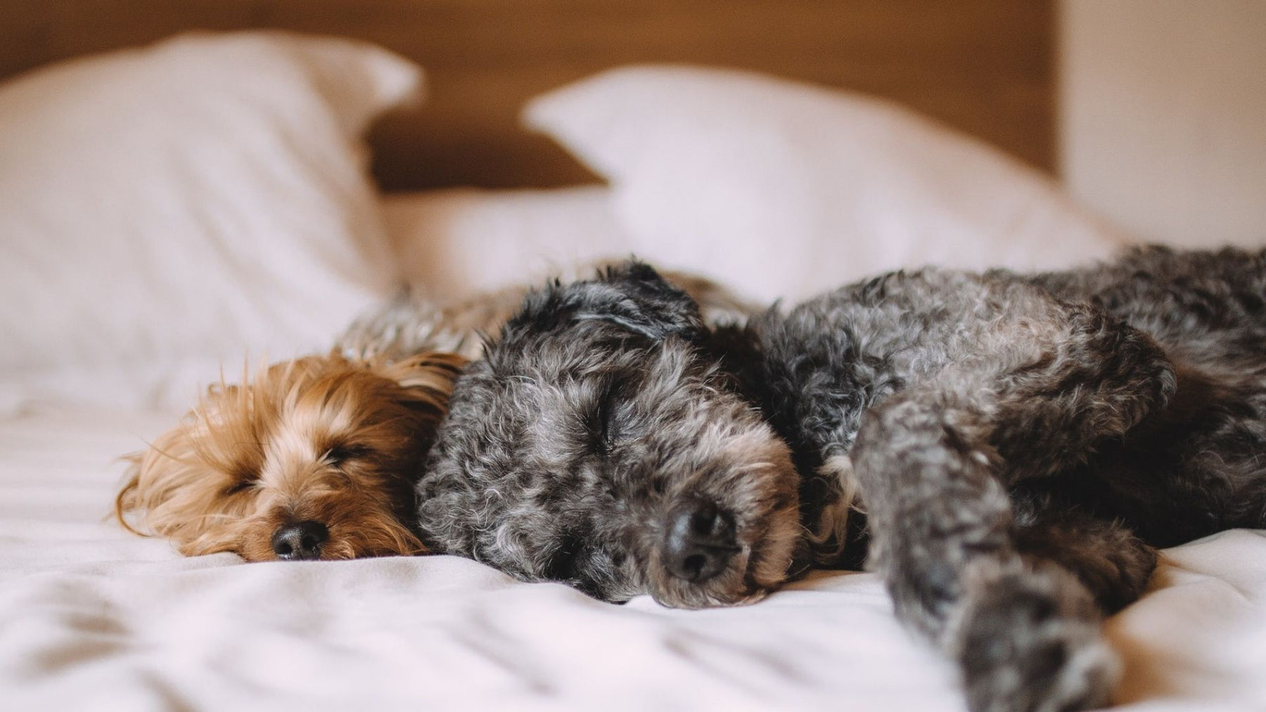Zwei Hunde liegen auf einem Bett und schlafen