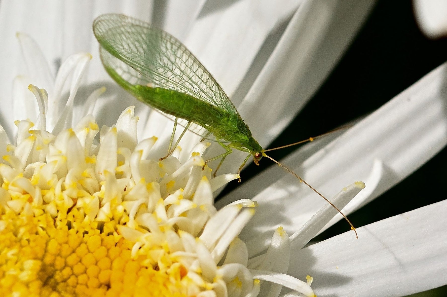 Florfliegen - nützliche Helfer gegen Pflanzenschädlinge!