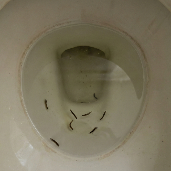 Das Phänomen „Toilettenwürmer“: Was steckt wirklich hinter den Würmern in der Toilette?