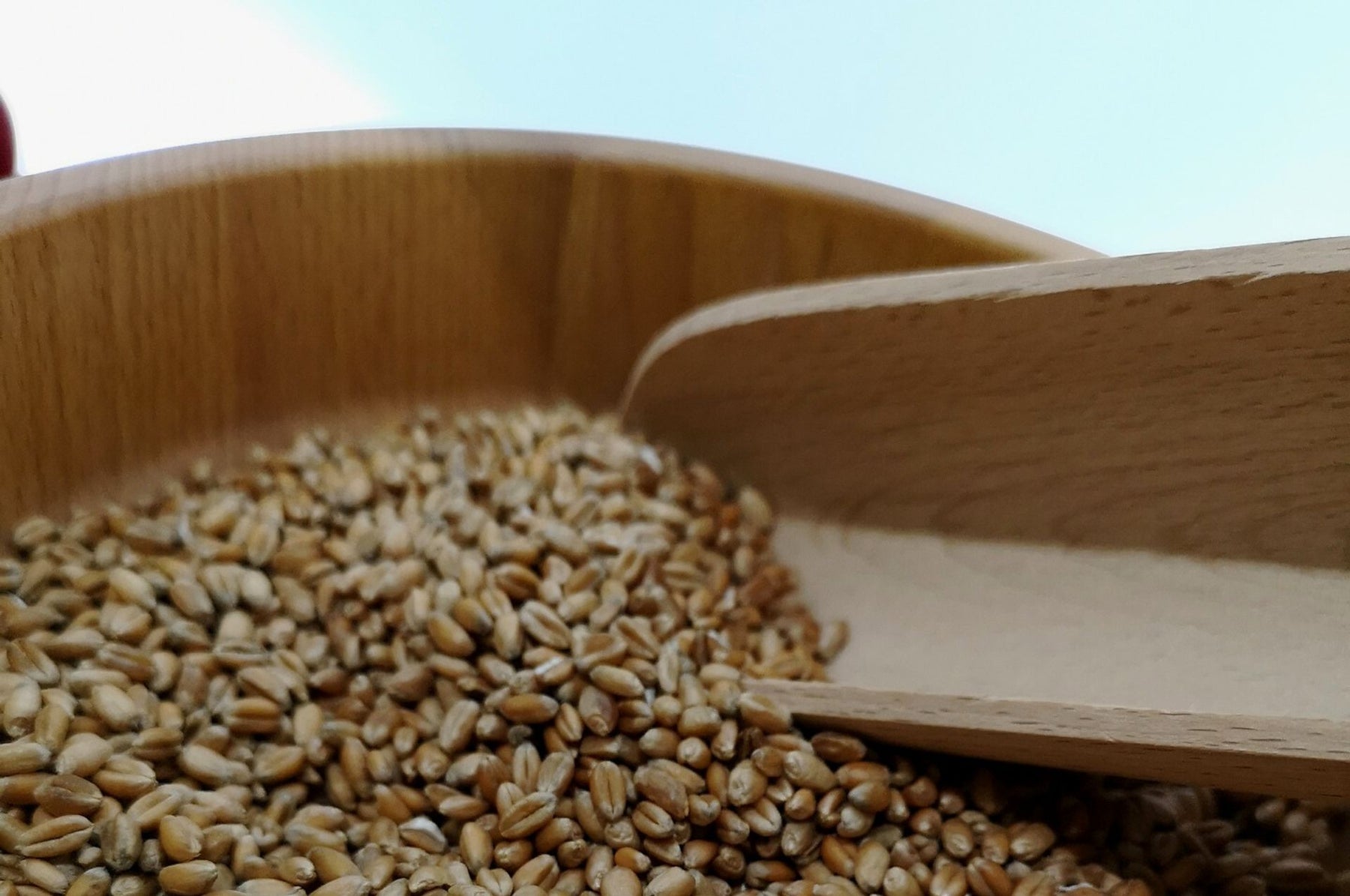 Grano in pericolo: le vespe piatte possono salvare il raccolto!