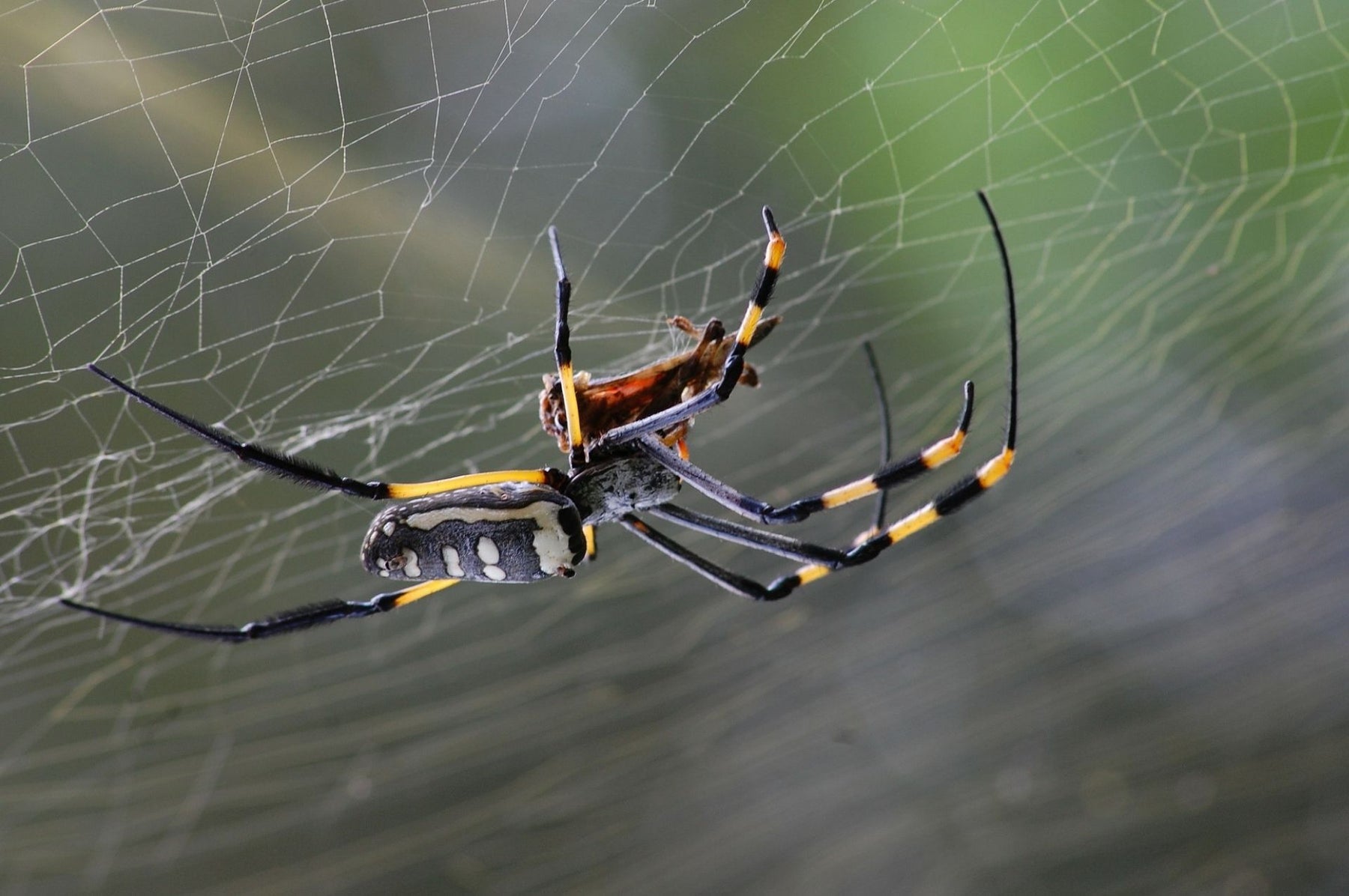 Spinne in einem Netz