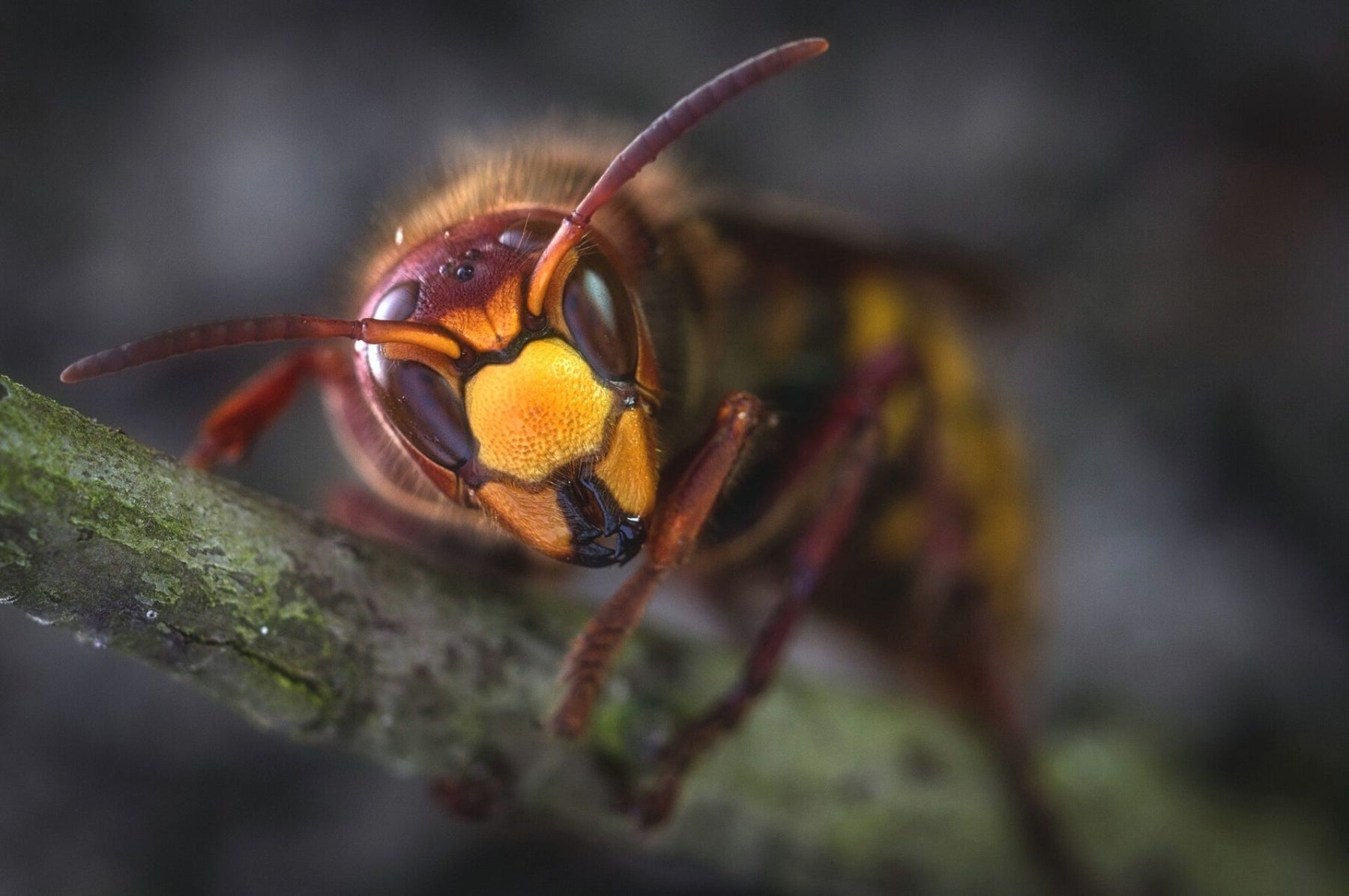 Hornissen – gefährlich oder friedfertig? So klappt ein friedliches Miteinander!