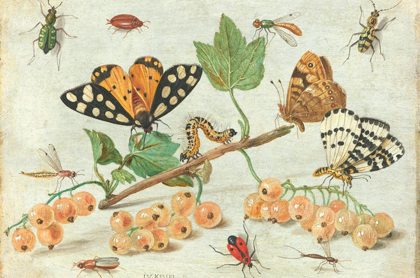 Disegno di vari insetti