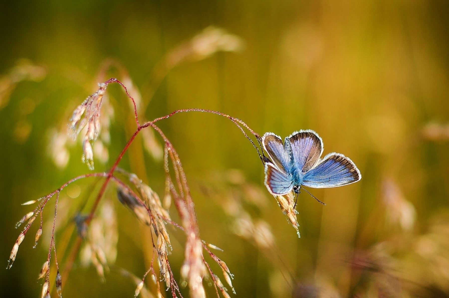 Ein Schmetterling auf einer Ähre