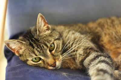 Un gatto domestico giace su un divano viola