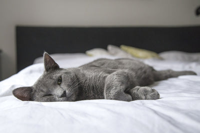 Il gatto giace su un letto