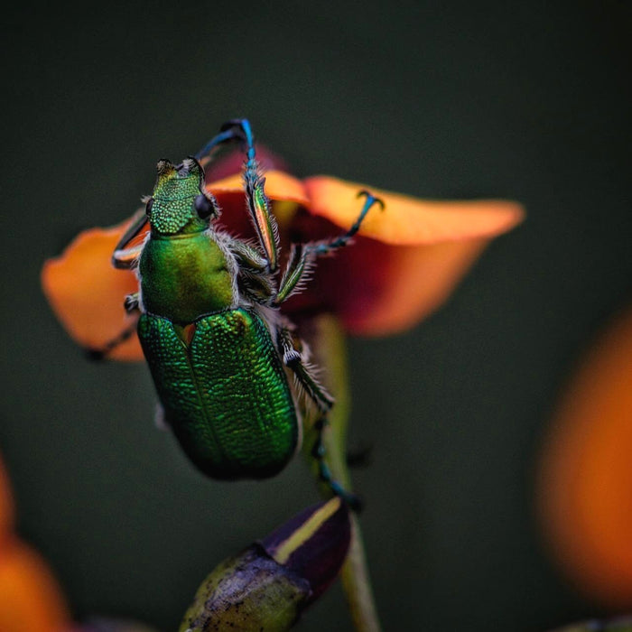 Lagererzwespe gegen Käfer