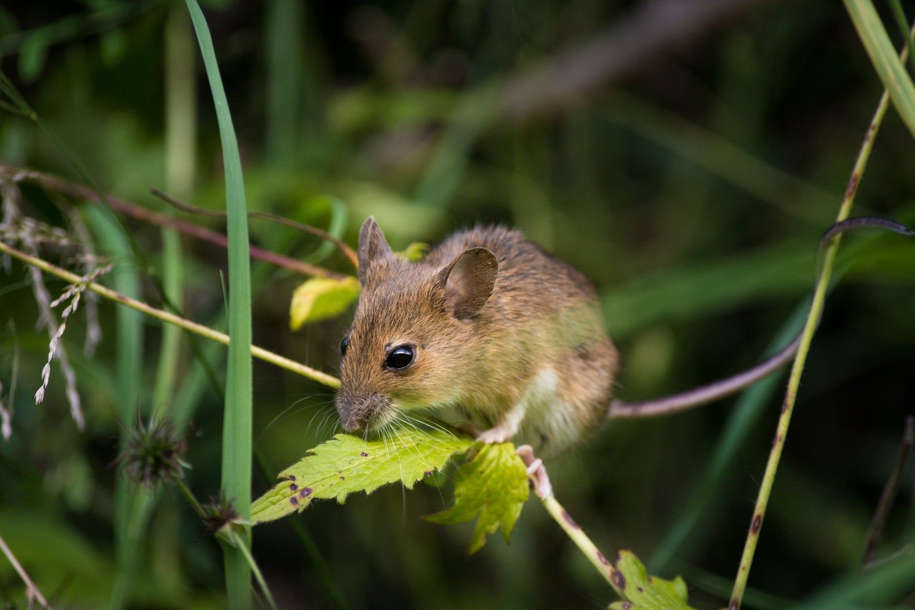 Maus auf einem kleinen Ast im Garten