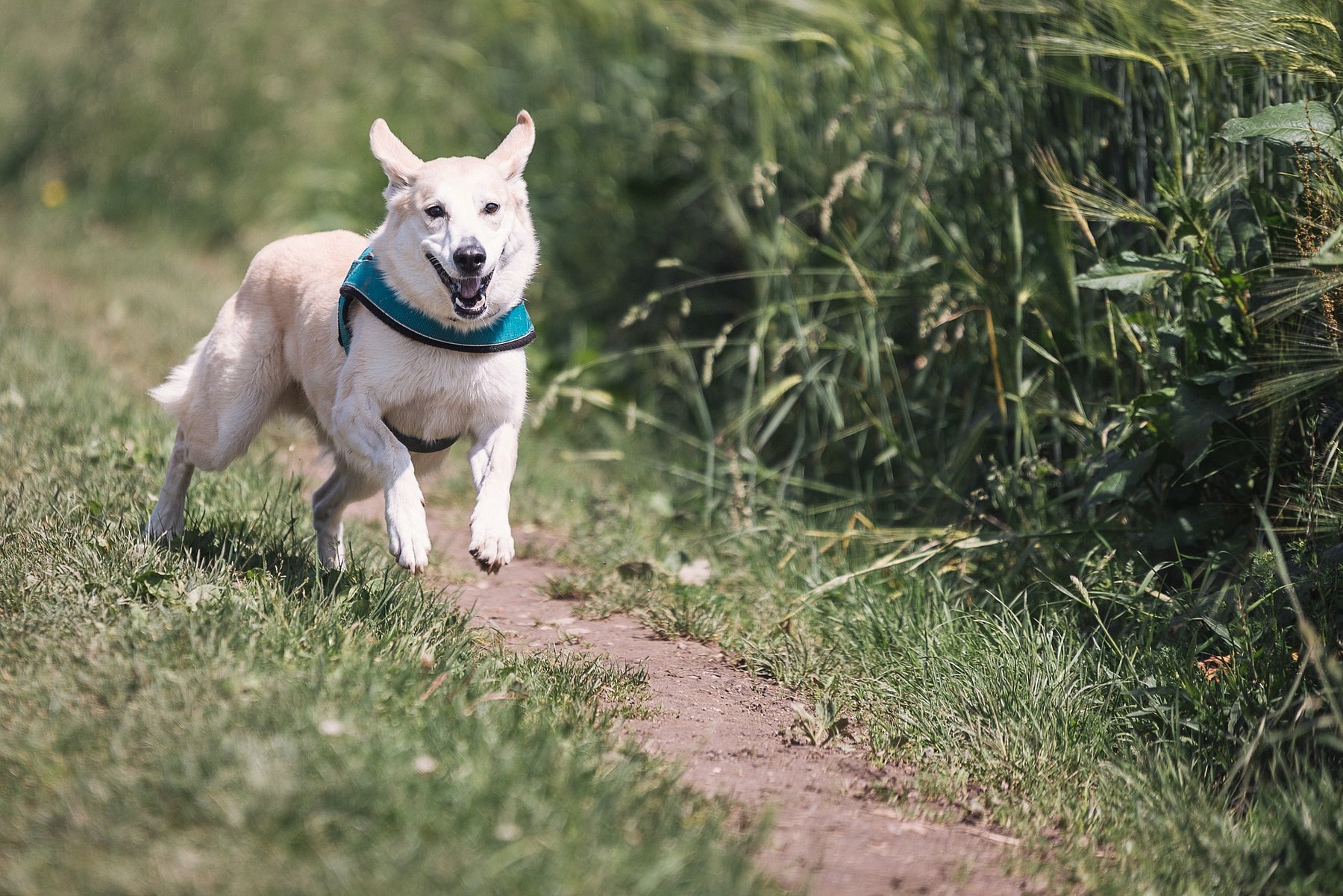 Acari nei cani: dovresti saperlo