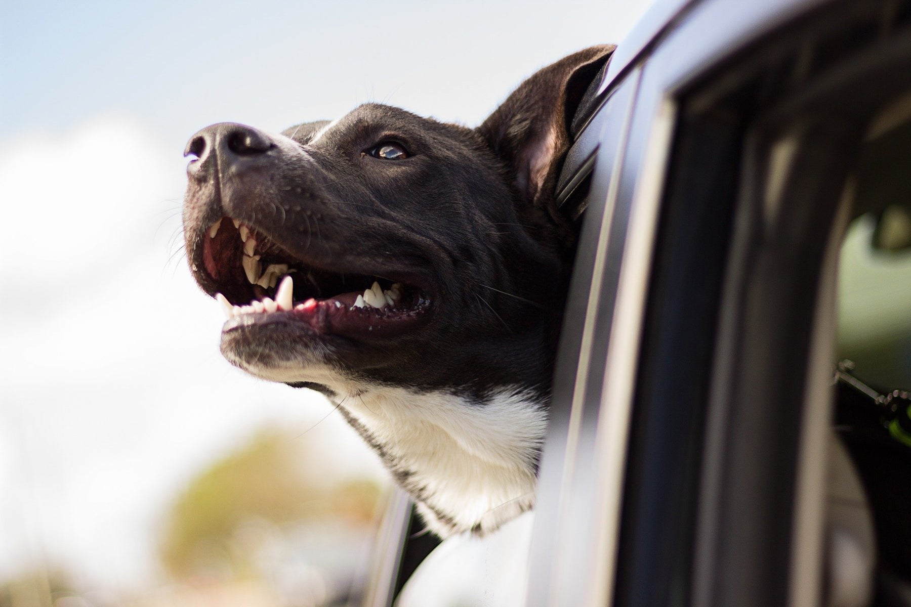 Acari nei cani: riconoscere e trattare correttamente