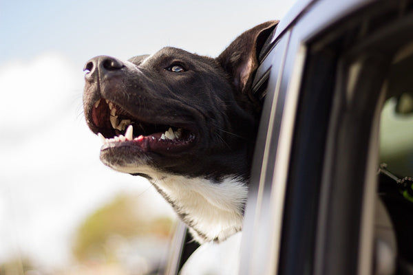 Il cane felice guarda fuori dal finestrino dell'auto