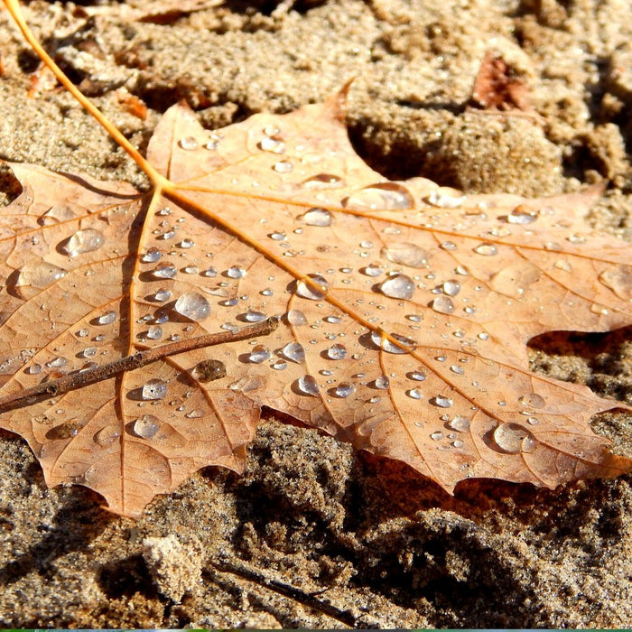 Nematoden gegen Trauermücken Anwendung