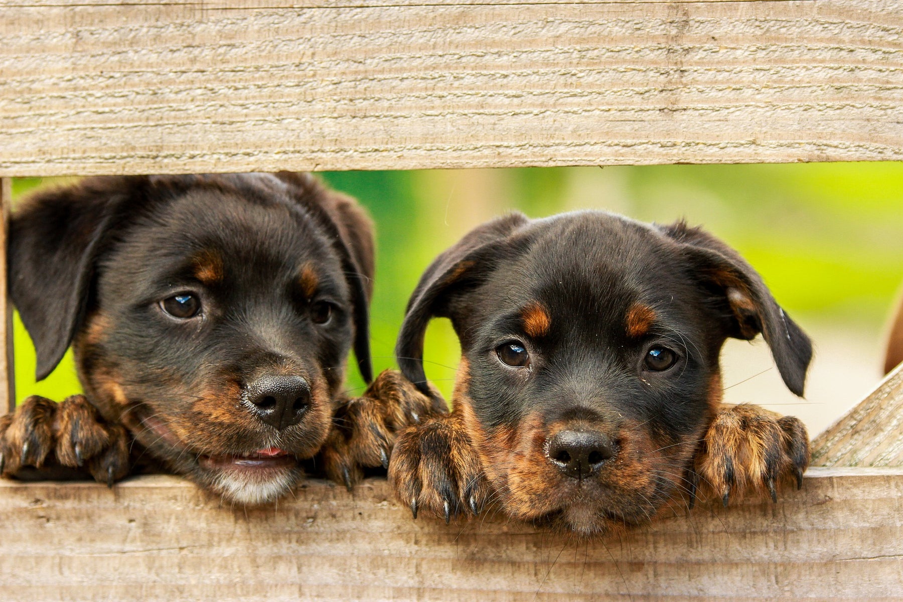 Riconoscere e trattare efficacemente gli acari dell'orecchio nei cani