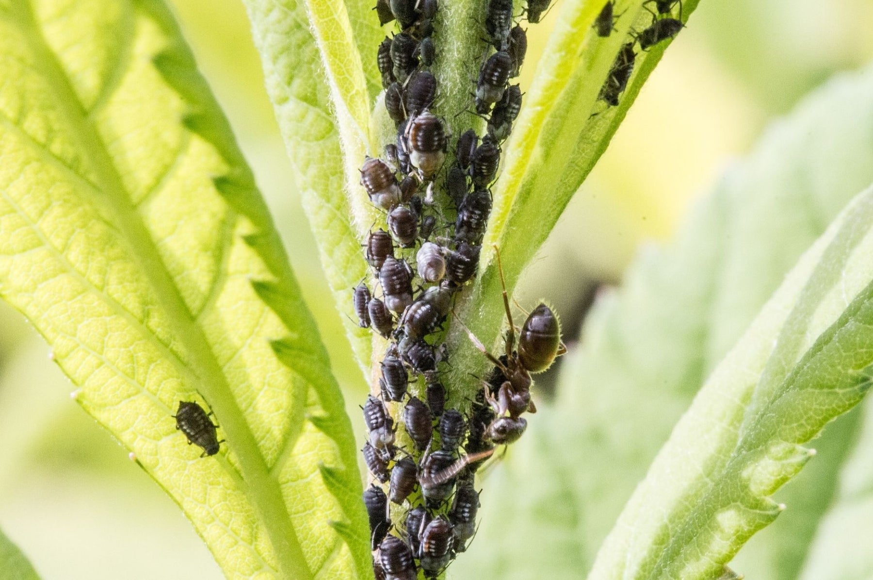 Combatti le cocciniglie in modo naturale