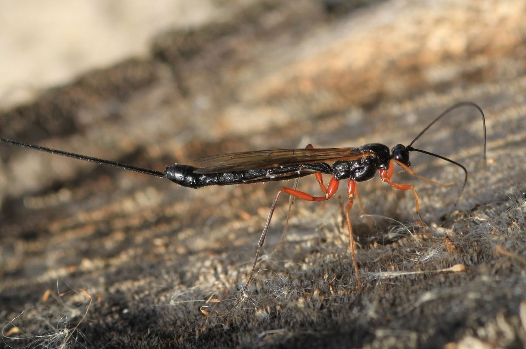 Vespe Ichneumon - dimensioni e informazioni di base sugli insetti utili